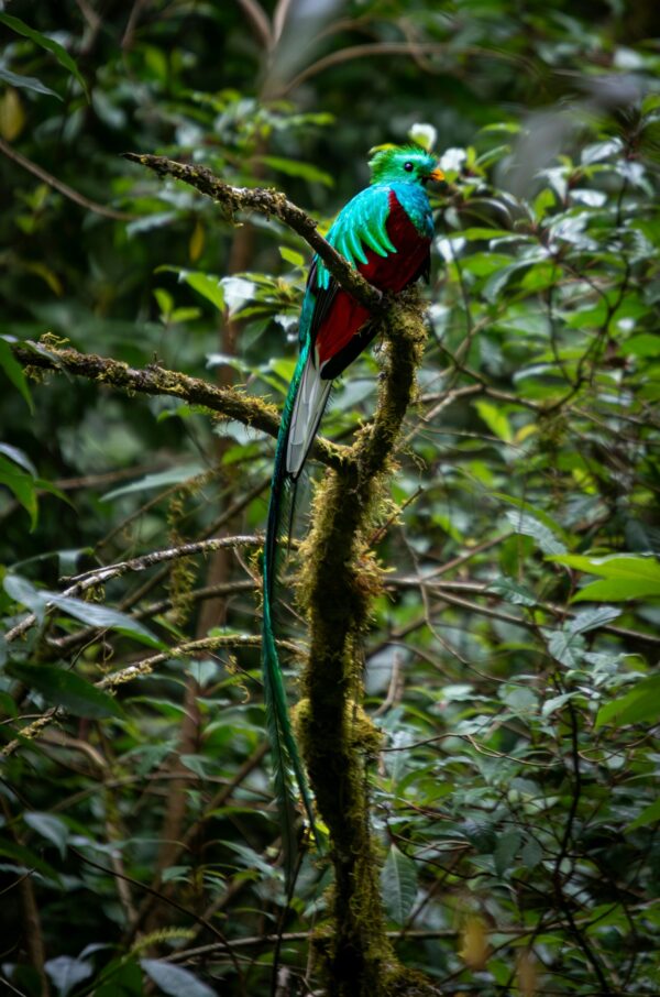 Coban: The Emerald Heart - Image 7